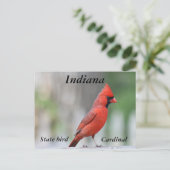 Carte Postale Photo du Cardinal du Nord (Debout devant)