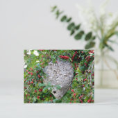 Carte Postale Photo du nid des Hornets (Debout devant)