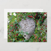 Carte Postale Photo du nid des Hornets (Devant / Derrière)