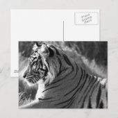 Carte Postale Photo du profil du tigre B&W (Devant / Derrière)