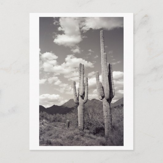 Carte postale Photo du Saguaro Cactus Sonora Deser (Devant)