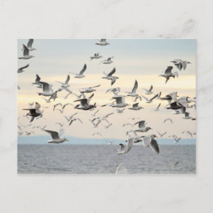 Carte Postale Photo du troupeau de mouettes