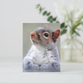Carte Postale Photo du visage d'écureuil gris (Debout devant)
