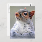 Carte Postale Photo du visage d'écureuil gris (Devant / Derrière)