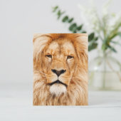 Carte Postale Photo du visage du lion (Debout devant)