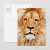 Carte Postale Photo du visage du lion (Devant / Derrière)