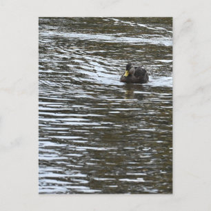 Carte postale photo Duck