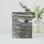 Carte postale photo Duck (Debout devant)