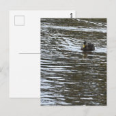 Carte postale photo Duck (Devant / Derrière)