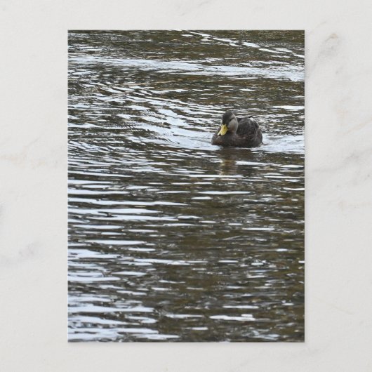 Carte postale photo Duck (Devant)