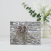 Carte postale photo Duck (Debout devant)