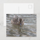 Carte postale photo Duck (Devant / Derrière)