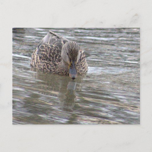 Carte postale photo Duck (Devant)