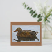 Carte postale photo Duck (Debout devant)