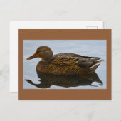 Carte postale photo Duck (Devant / Derrière)