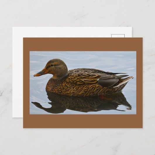 Carte postale photo Duck (Devant / Derrière)