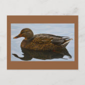 Carte postale photo Duck (Devant)