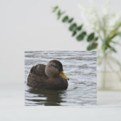 Carte postale photo Duck (Debout devant)