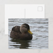 Carte postale photo Duck (Devant / Derrière)