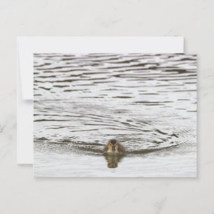 Carte postale photo Duckking