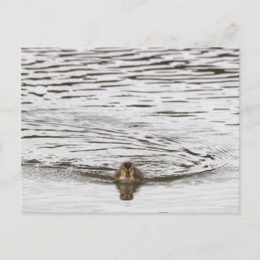 Carte postale photo Duckking (Devant)