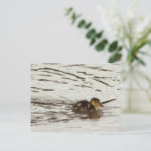 Carte postale photo Duckking (Debout devant)