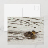 Carte postale photo Duckking (Devant / Derrière)