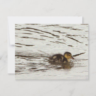 Carte postale photo Duckking