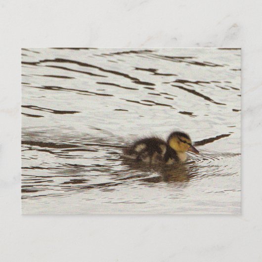 Carte postale photo Duckking (Devant)