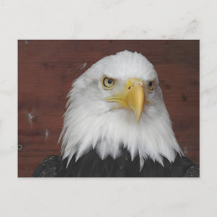 Carte Postale Photo d'un aigle que j'ai pris à Dubuque, Iowa