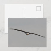 Carte Postale Photo d'un aigle que j'ai pris à Dubuque, Iowa (Devant / Derrière)