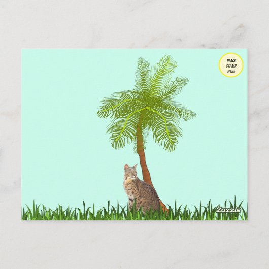 Carte Postale Photo d'un Bobcat de Floride (Dos)