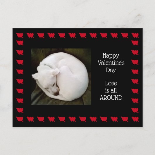 Carte Postale Photo d'un chien blanc mignon roulé comme un chat (Devant)