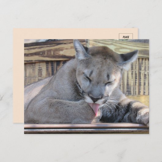Carte Postale Photo d'un Cougar Cub 11 mois Pic (Devant / Derrière)