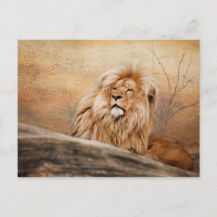 Carte Postale Photo d'un lion mâle