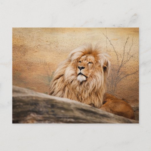 Carte Postale Photo d'un lion mâle (Devant)