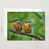 Carte Postale Photo d'un martin pêcheur (Devant / Derrière)