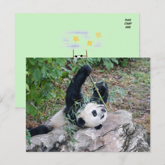 Carte Postale Photo d'un panda géant (Devant / Derrière)