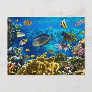 Carte Postale Photo d'un poisson tropical sur une barrière de co