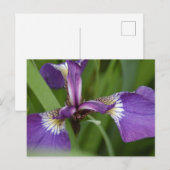 Carte Postale Photo d'une belle fleur d'iris violet (Devant / Derrière)