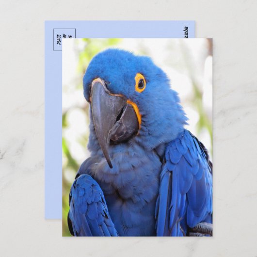 Carte Postale Photo d'une Macaw bleue et or (Devant / Derrière)