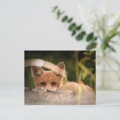 Carte Postale Photo d'une mignonne petite Fox (Debout devant)