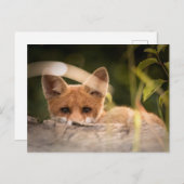 Carte Postale Photo d'une mignonne petite Fox (Devant / Derrière)