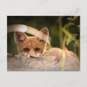 Carte Postale Photo d'une mignonne petite Fox