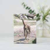Carte Postale Photo d'une petite girafe marchant dans la nature  (Debout devant)