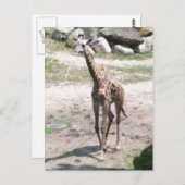 Carte Postale Photo d'une petite girafe marchant dans la nature  (Devant / Derrière)