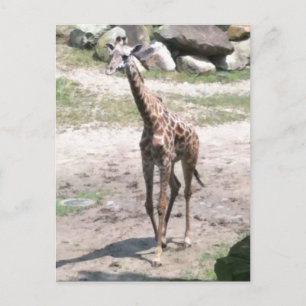 Carte Postale Photo d'une petite girafe marchant dans la nature 
