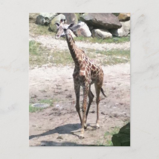 Carte Postale Photo d'une petite girafe marchant dans la nature  (Devant)