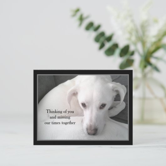 Carte Postale Photo d'Unique White Labrador Retriever Mix Chien  (Debout devant)
