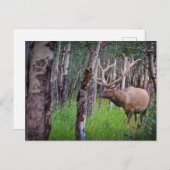 Carte Postale Photo Elk géant (Devant / Derrière)